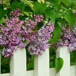 lilacs on a white wood fence