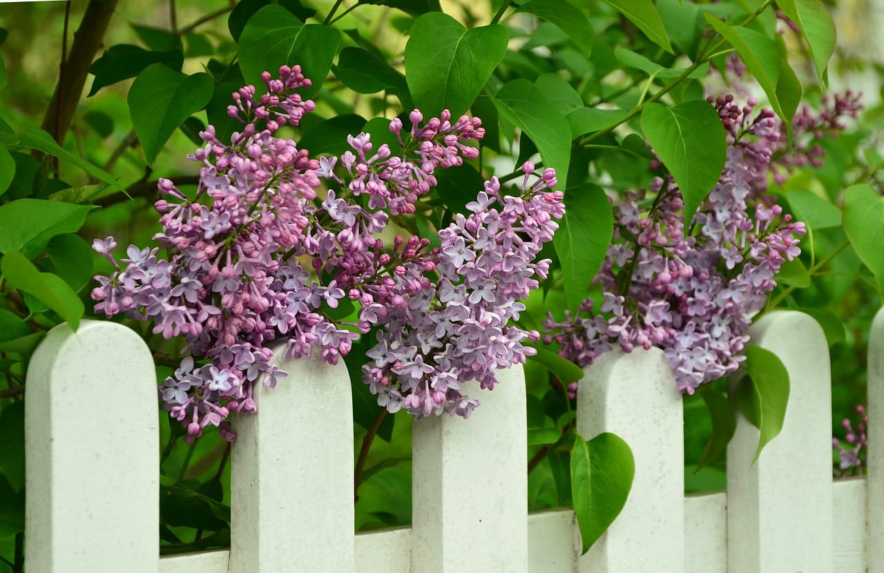 lilacs on a white wood fence